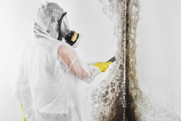 Best Certified Mold Removal  in South Vacherie, LA