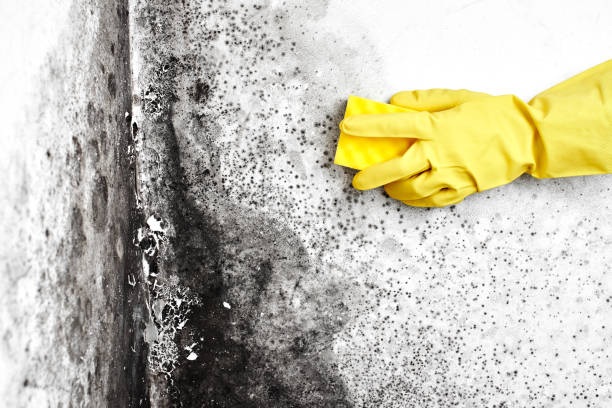 Best Mold Removal Near Me  in South Vacherie, LA
