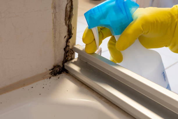 Professional Mold Removal in South Vacherie, LA