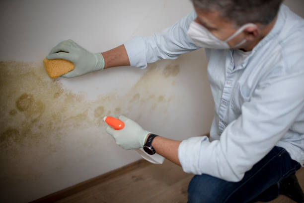 Best Local Mold Removal Service  in South Vacherie, LA