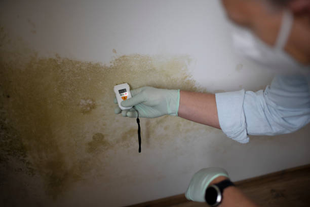 Best Mold Removal Company Near Me  in South Vacherie, LA
