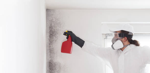Best Mold Cleaning Services  in South Vacherie, LA