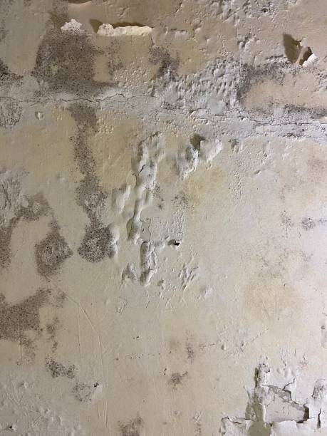 Best Toxic Mold Removal  in South Vacherie, LA