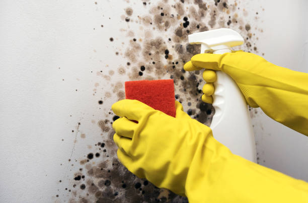 Best Residential Mold Removal  in South Vacherie, LA