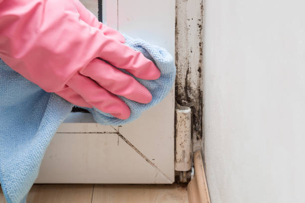 Best Black Mold Removal  in South Vacherie, LA